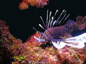 Lionfish....wreaking havoc but they are a beautiful fish.... by Tanya Goni 